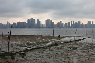 湛江江边滩涂与远处城市景观