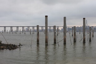 湛江水上林立的木桩景观
