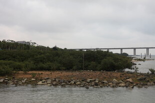 湛江江边桥梁与岸边植被景观