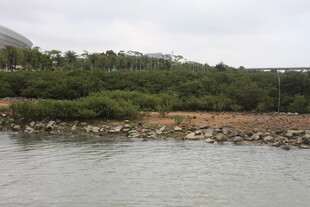 湛江岸边绿植环绕的水域景观