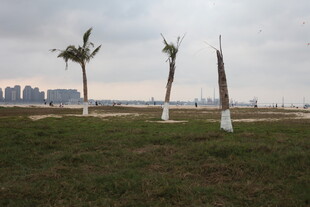 湛江草地边的几棵挺拔棕榈树