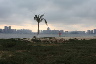 湛江海边孤树与远处城市景观