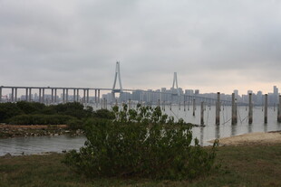 湛江江边大桥与城市天际线景观