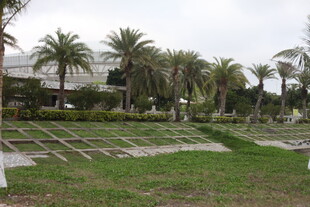 湛江户外草坪上的棕榈树景观