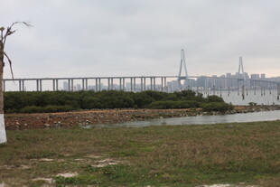 湛江海滨大桥风景