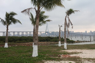 湛江海边椰树与远处桥梁风景