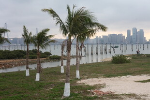 湛江海滨椰树与远处城市景观