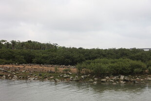 湛江河畔绿植环绕的宁静风光