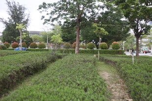 湛江绿意盎然的园林小径