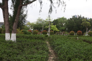 湛江绿意盎然的园林小径