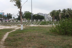 湛江户外草地与树木风景