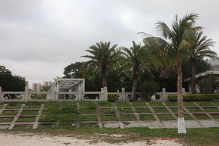 湛江热带风光中的棕榈树景观