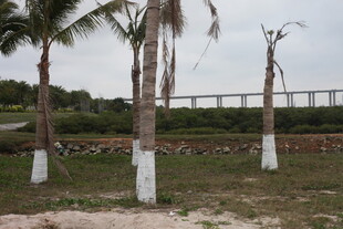 湛江户外椰树与桥梁景观