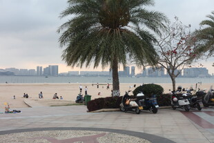 湛江海滨休闲场景 棕榈树相伴