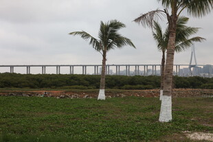 湛江草地旁的棕榈树与远处桥梁
