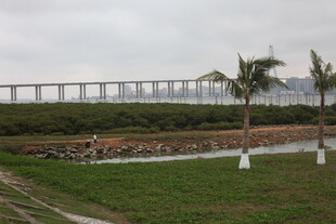 湛江海滨长桥旁的绿植景观