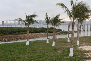 湛江海滨椰树景观