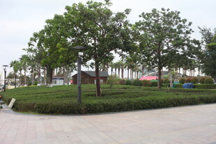 湛江城市街边绿树环绕景观