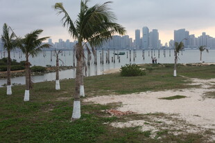 湛江海滨椰林与远处城市景观