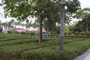 湛江城市绿化带中的路灯景观