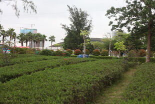 湛江绿意盎然的茶园景观