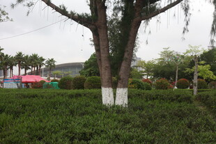 湛江公园中葱郁树木与绿植景观