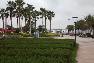 湛江海滨步道旁的棕榈树景观