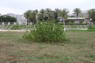 湛江户外草地与白色围栏景观