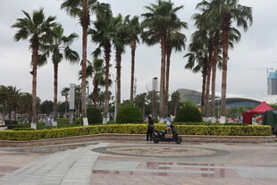 湛江广场上的棕榈树与行人