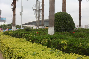 湛江城市绿化带景观