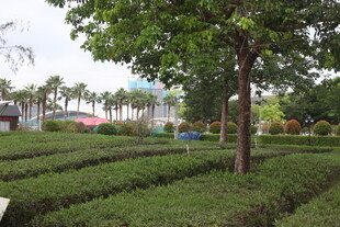 湛江园林绿植景观