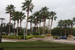 湛江户外的高大棕榈树景观