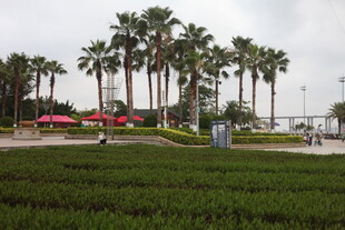 湛江海滨草地与高大棕榈树景观