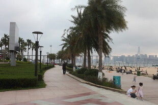 湛江海滨步道旁的棕榈树景观