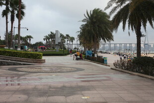 湛江海滨步道旁的高大棕榈树