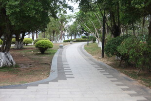 湛江林间幽静小路