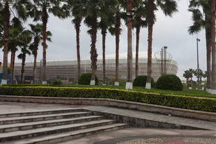 湛江广场上的棕榈树景观