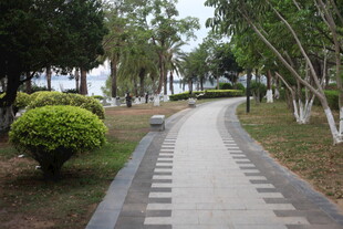 湛江林间漫步小径 绿意盎然