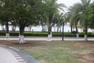 湛江海滨林荫步道景观