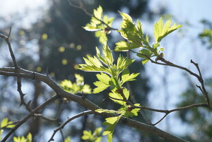 嫩绿新叶的树枝特写