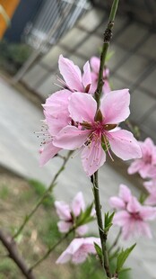 娇艳绽放的粉色桃花