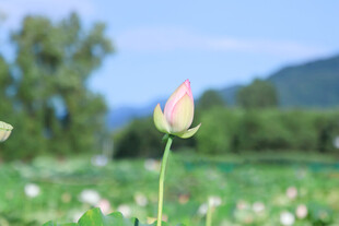 田野中绽放的粉嫩荷花