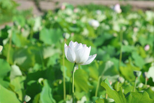 洁白荷花绽放于绿叶间