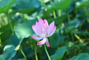 绽放的粉色荷花