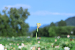 田野中的孤独小花