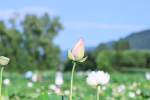 田野中绽放的清新荷花