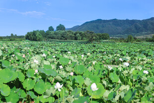夏日荷塘美景