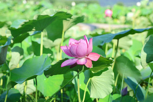 粉色荷花绽放于绿叶间