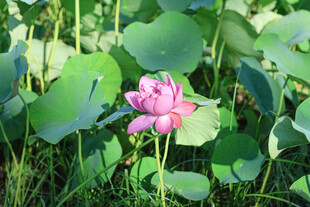 粉色荷花绽放于绿叶间