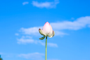 蓝天中的粉色单朵花蕾